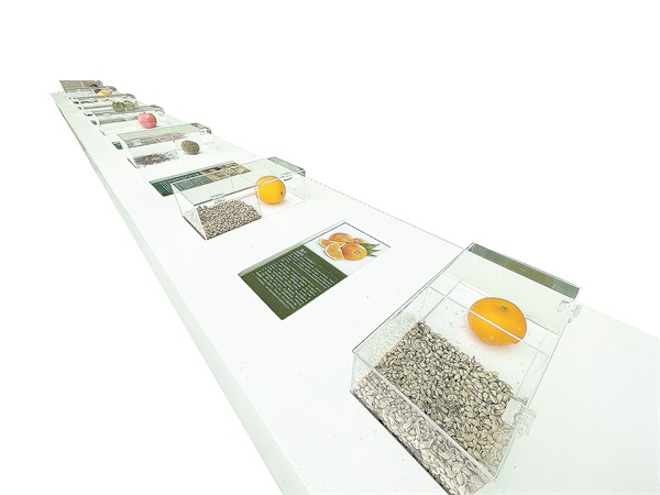 既是留住口感和记忆,也是保护地球基因库 给老种子建一个家