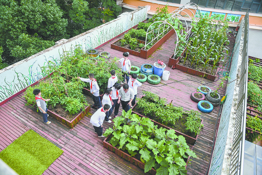 农场进校园厨艺大比拼编织也可学玩转劳动课有用又有趣