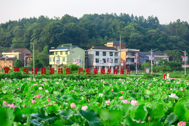 衡東縣荷花綻放扮靚美麗鄉村