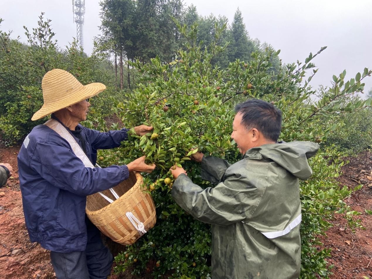 耒陽漫山飄香結金果百萬畝油茶迎豐收